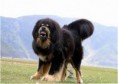 /album/hayvanlar-alemi/tibetan-mastiff-jpg/